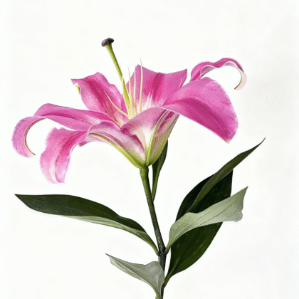 Single-head Prafendor